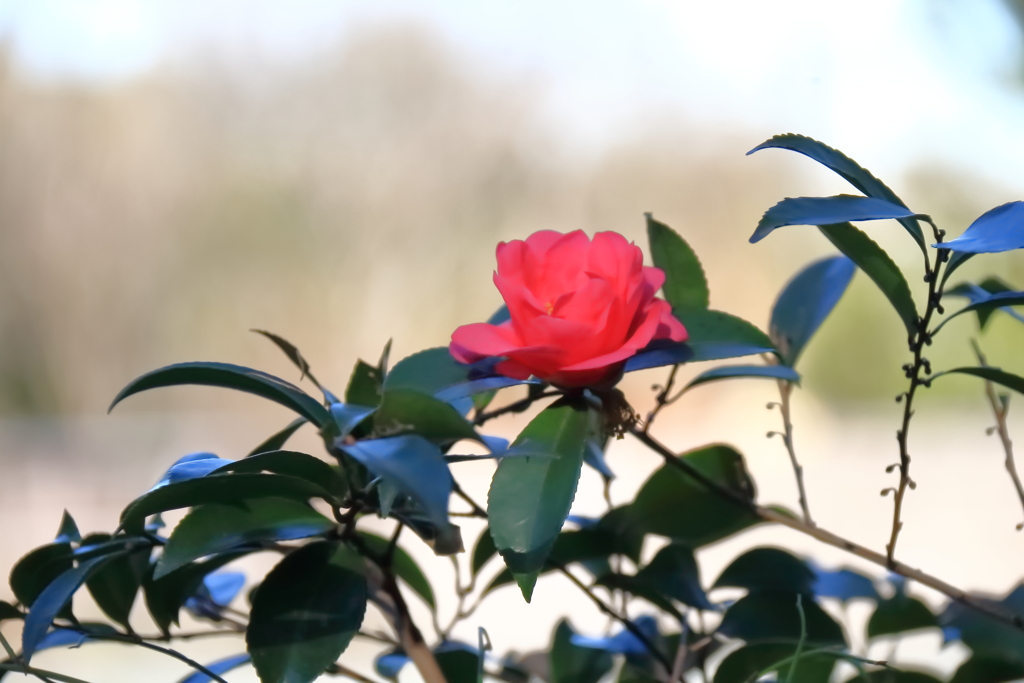 花散歩サザンカ一輪