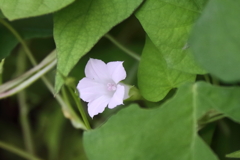 花散歩まだ変化朝顔２