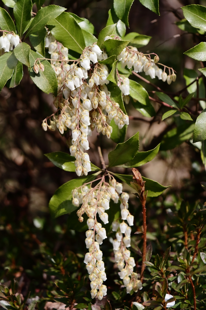 アセビ開花」２