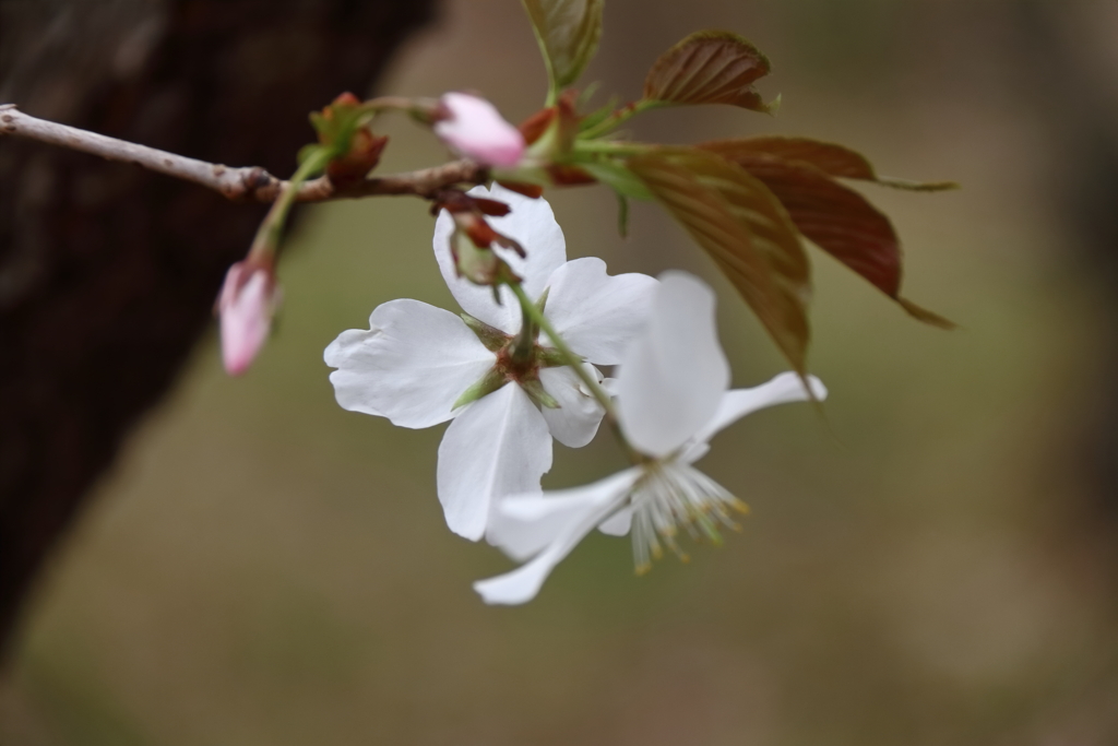里山の桜１