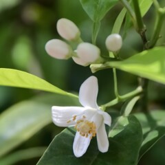 みかんの花咲く頃２