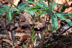 ウラシマソウ３