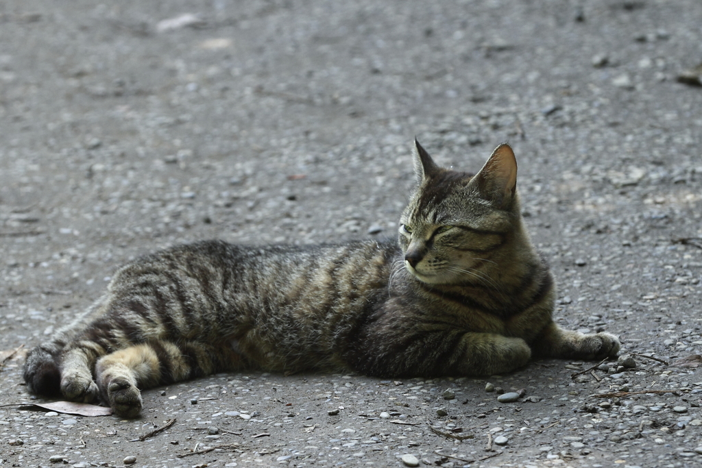 くつろぐノラ１