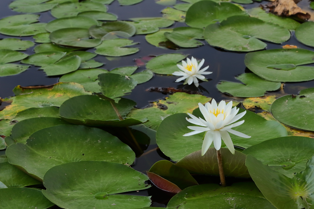 睡蓮の池