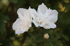 花散歩ムクゲ２