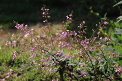 花散歩アレチヌスビトハギ繁茂