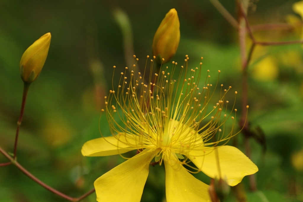 ビョウヤナギ濡れて２
