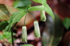 里山の野草ホウチャクソウ３