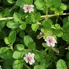 花散歩イワダレソウ