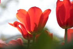 春　チューリップ3