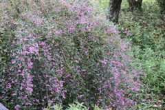 花散歩萩１
