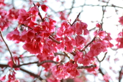 花散歩寒緋桜5