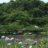 花菖蒲咲く頃１