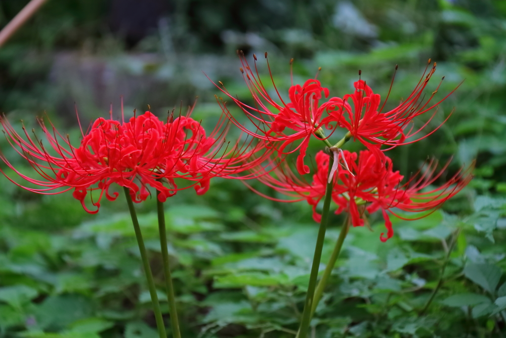 花散歩彼岸花５