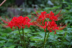 花散歩彼岸花５