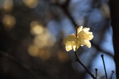 梅咲き揃い２