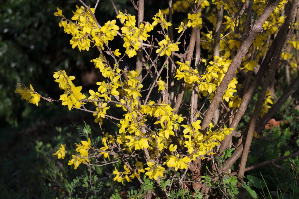花散歩レンギョウ３