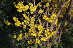 花散歩レンギョウ3