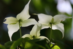 里山散歩山法師１