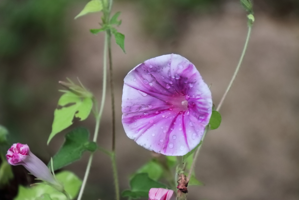 花散歩あさがお１
