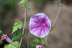 花散歩あさがお１