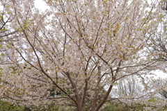 散歩道の巨木桜２