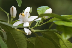 蜜柑の花咲く頃２
