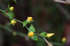 新芽から蕾へ２
