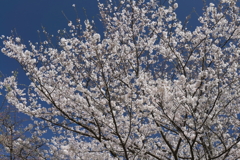 さくらさくら５