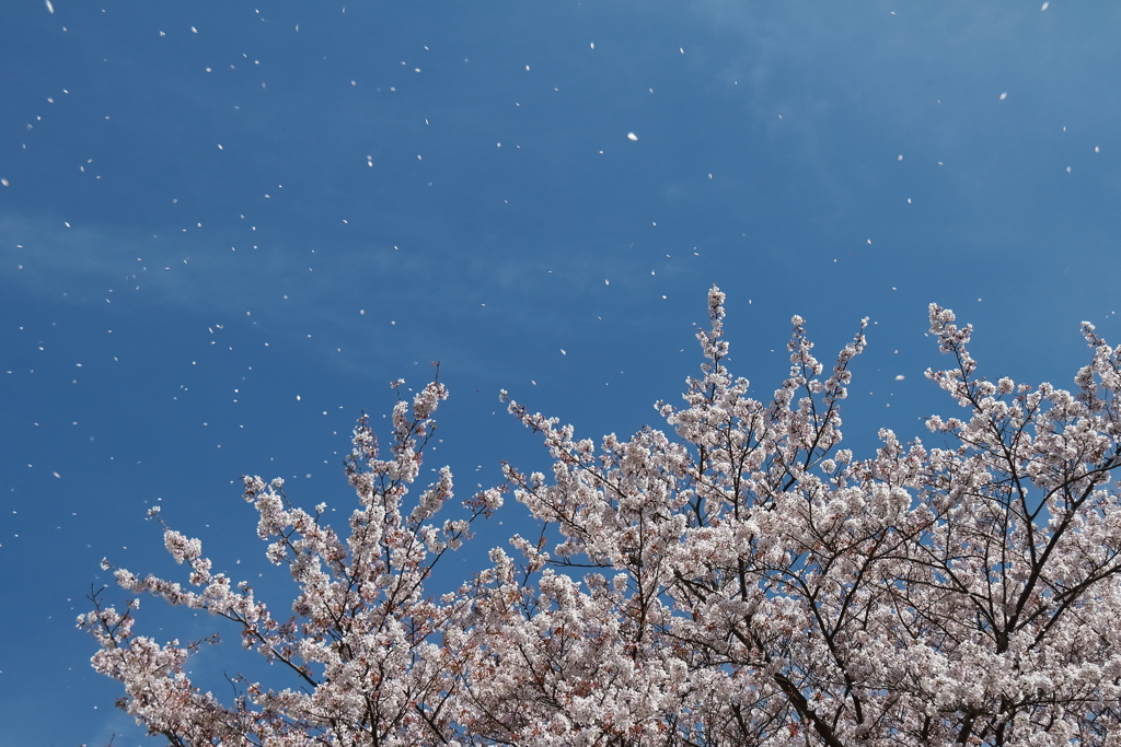花吹雪２