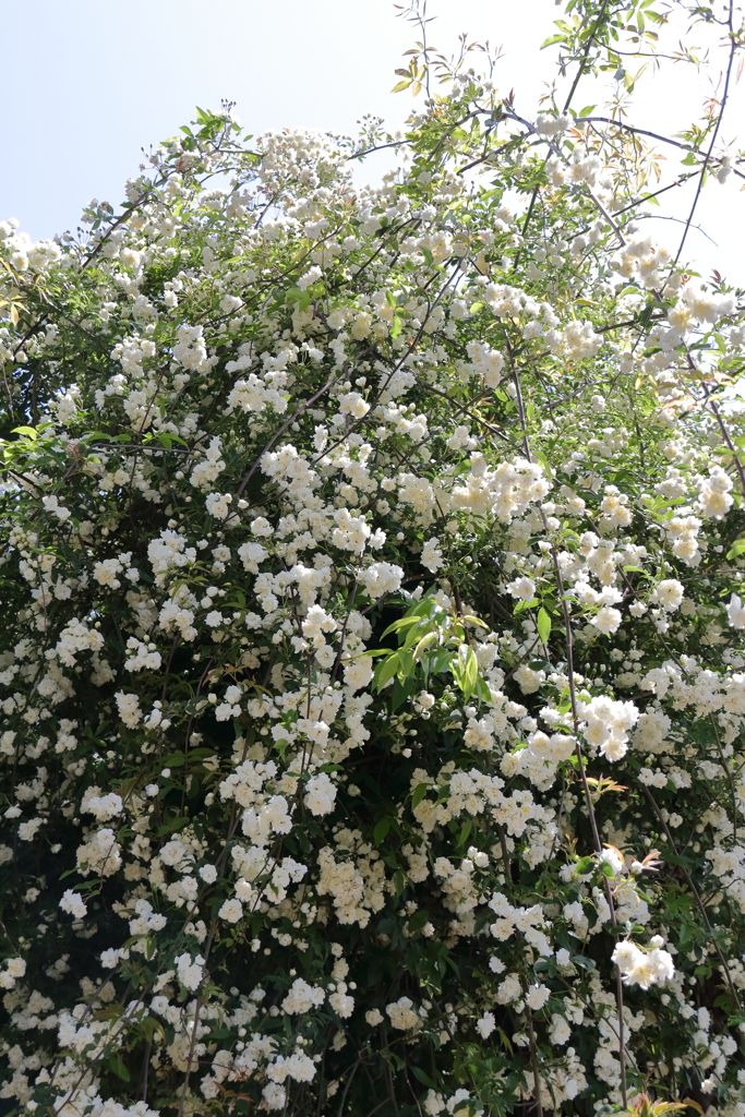 モッコウバラ白１