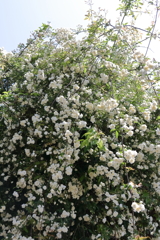 モッコウバラ白１