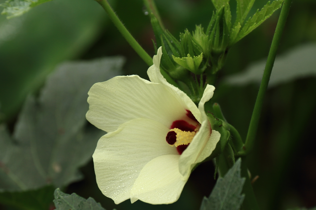 オクラ咲いて１