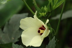 オクラ咲いて１