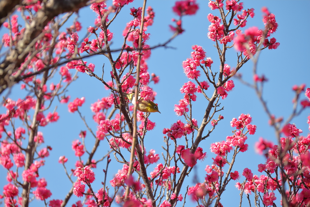 樹上のめじろ２