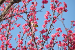 樹上のめじろ２