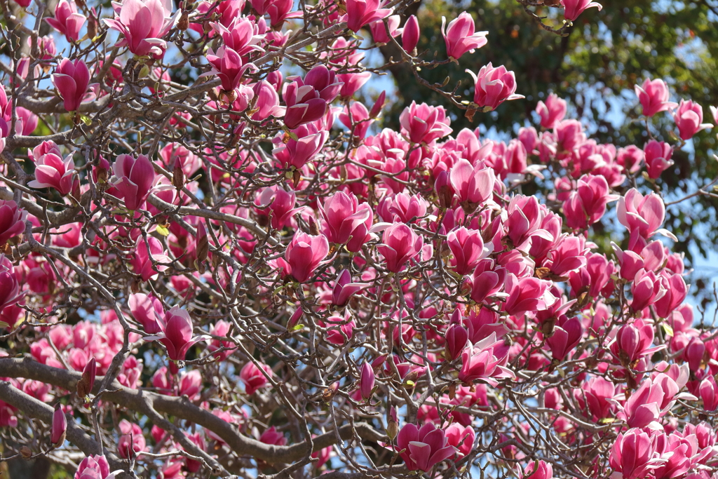植物園から「木蓮」2