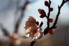 白梅ほころぶ頃６