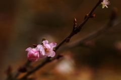 冬桜３