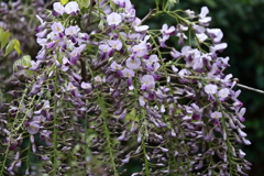 花散歩藤１