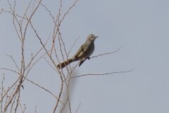 やっとヒヨドリの姿