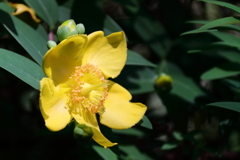 花散歩キンシバイ