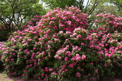 大盛石楠花