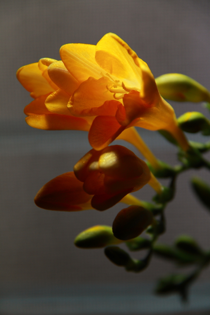 春　フリージア２