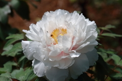 花散歩牡丹盛り４