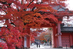 晩秋の真如堂７