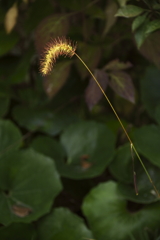 エノコログサの日暮れ