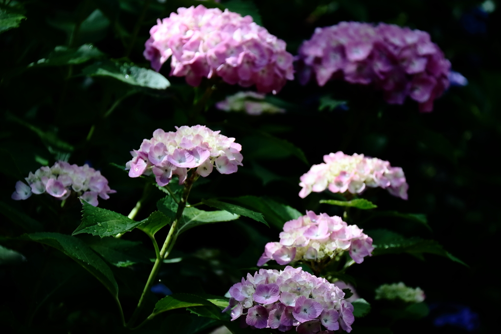 花散歩光と陰２