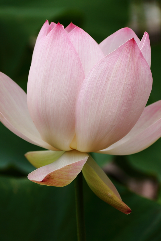 濁水よりいづる