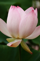 濁水よりいづる